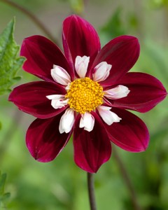 Dahlia Mary Evelyn1